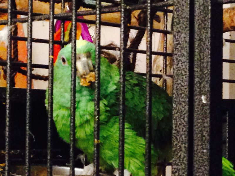 Crazy K Farm Pet and Poultry Products